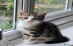 Mixed Breed cats for sale: Tabby male kitten - Advert 3