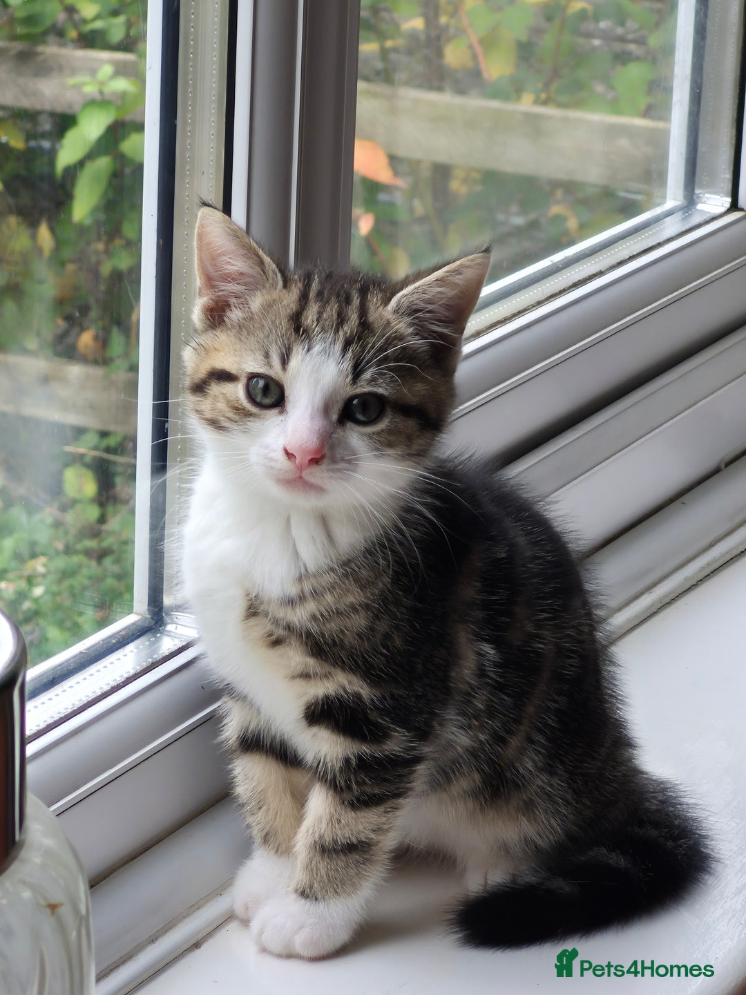 Mixed Breed cats for sale: Tabby male kitten - Advert 3