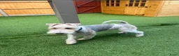 Fox Terrier dogs for stud: Wire fox terrier stud  in Welwyn Garden City - Advert 13