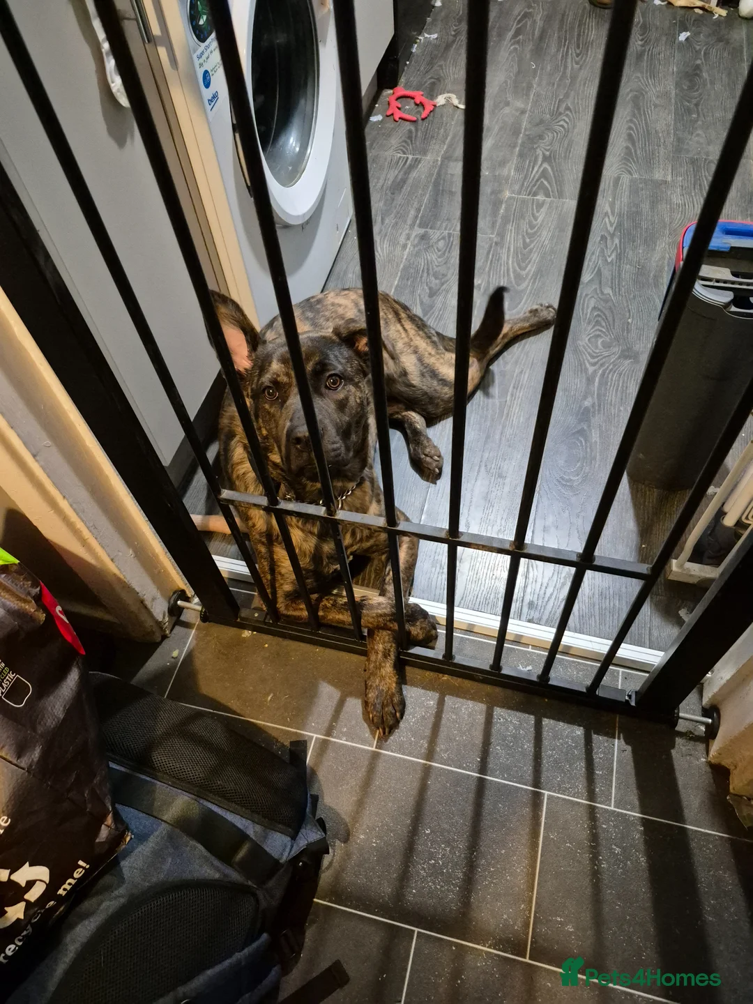 Mixed Breed dogs for sale: Beautiful friendly female puppy 10 months - Advert 2