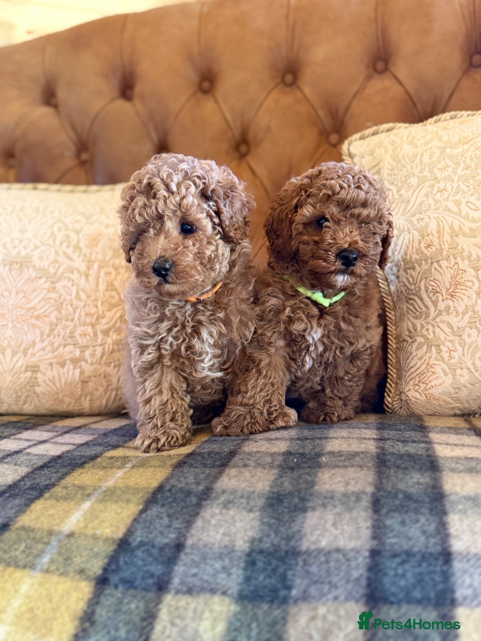 Toy Poodle dogs Beautiful toy poodle boys  - Advert 1