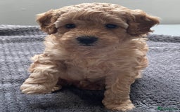 Cavapoo dogs for sale: Toy Cavapoo pups F1BB - Image 5