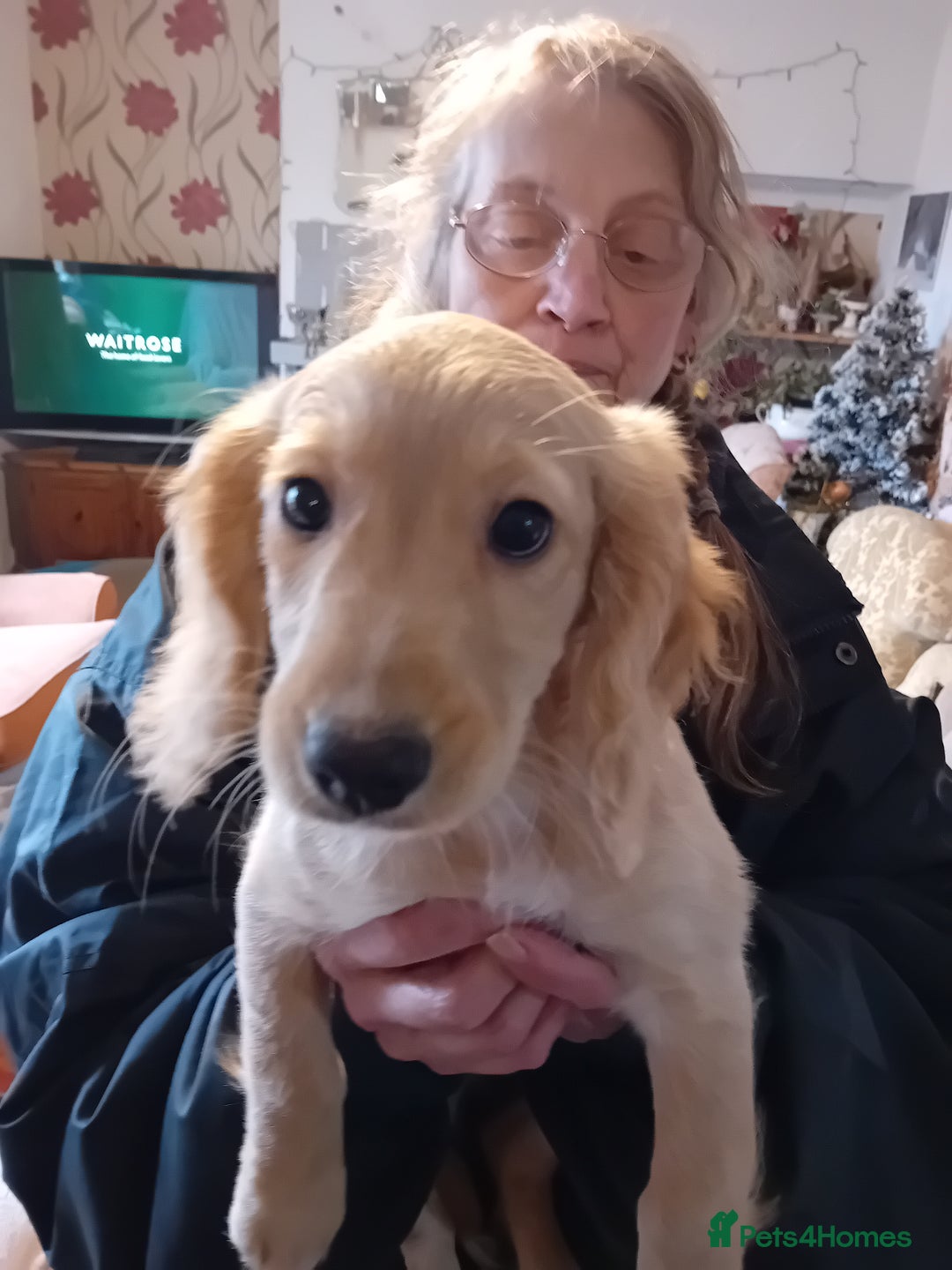 Cockapoo dogs for sale: Cocker × Cockapoo  - Advert 10