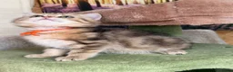 British Shorthair cats for sale: British shorthair/longhair golden kittens  - Advert 4