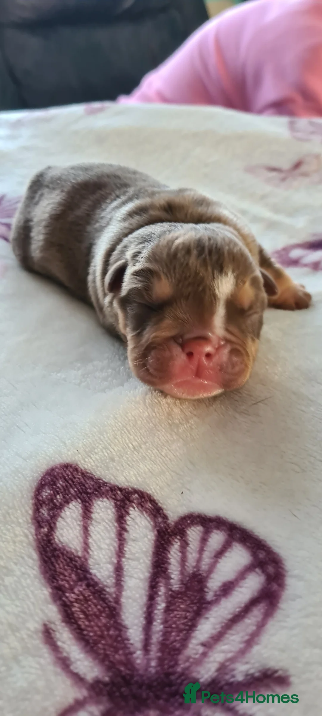 English Bulldog dogs for stud: Dog for stud in Dagenham - Advert 24