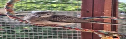 Doves birds for sale: Pied Diamond Dove  - Advert 1
