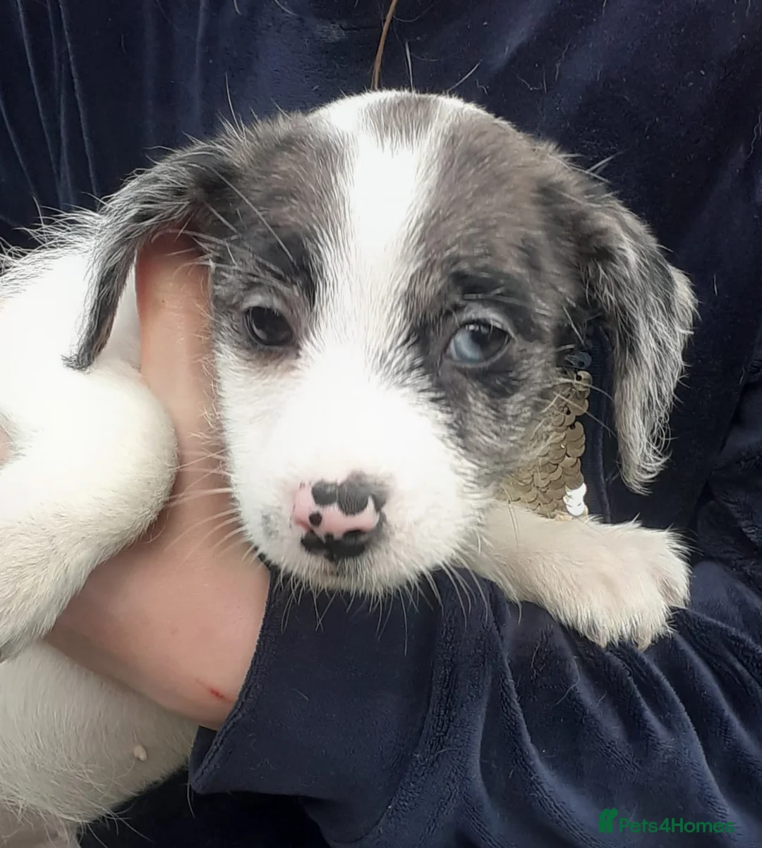 Mixed Breed dogs for sale: chinese crested x jack russell puppies for sale in Sutton-in-Ashfield - Advert 6