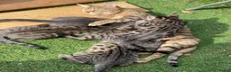 Bengal cats for sale: Bengal x kitten ready for new home in Swindon - Advert 6