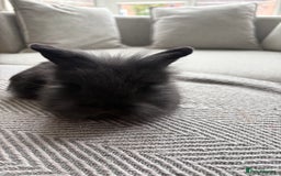 Mini Lion Lop rabbits for sale: Cuteness overload!! Mini lion head bunnies  - Image 11