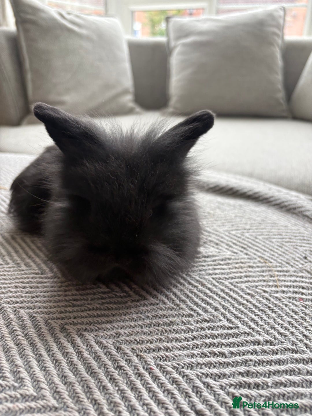 Mini Lion Lop rabbits for sale: Cuteness overload!! Mini lion head bunnies  - Image 11