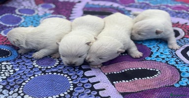 West Highland Terrier dogs - Advert 14