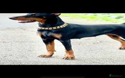 Dobermann dogs for sale: 🐾 Purebred Dobermann Puppies – Family Raised - Image 8