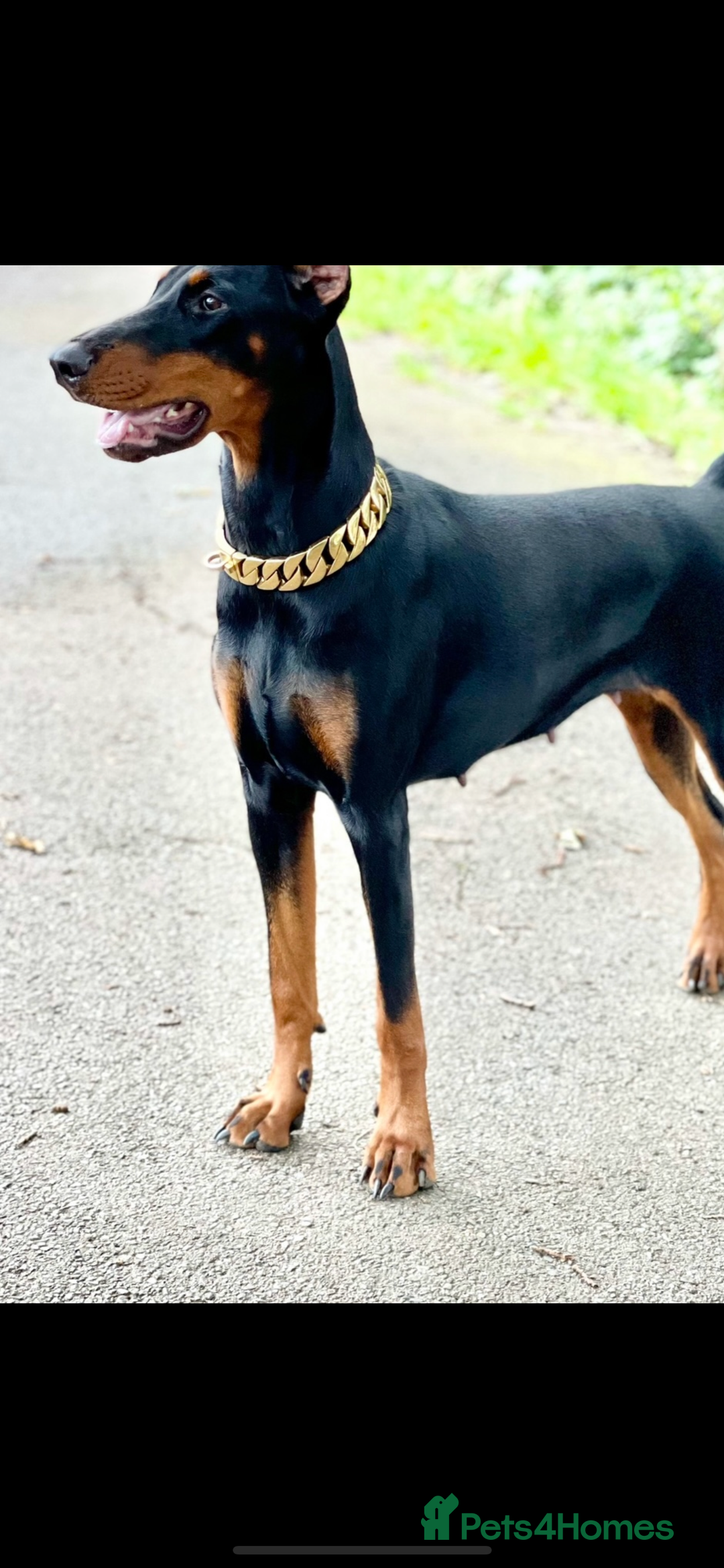 Dobermann dogs for sale: 🐾 Purebred Dobermann Puppies – Family Raised - Image 8