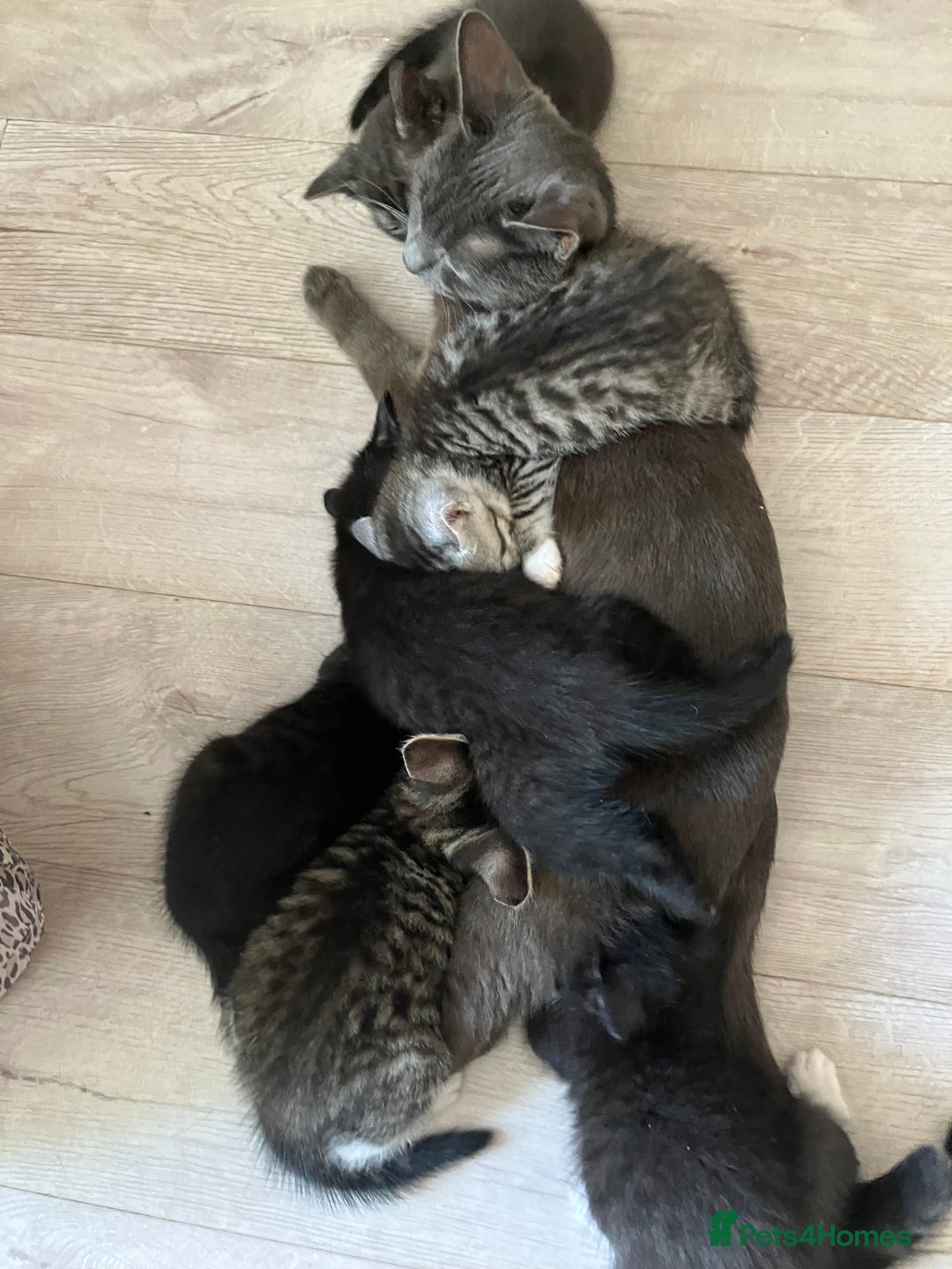 Russian Blue cats for sale: Beautiful little female kitty  - Image 6