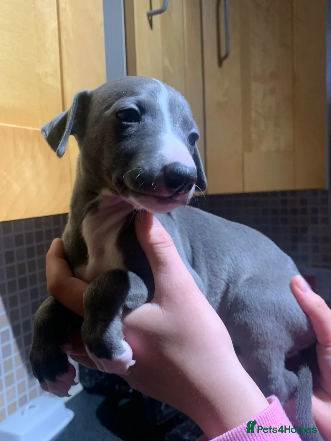 Whippet dogs for sale: Blue Kennel Club Registered Whippet puppies  - Advert 23