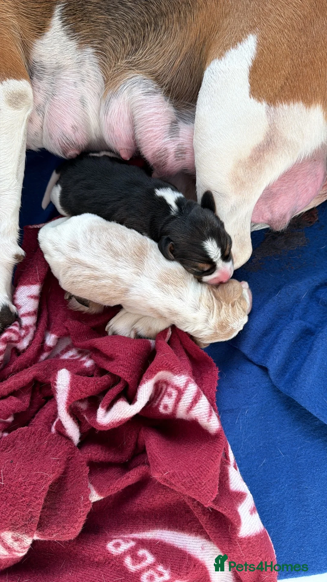 Beagle dogs for sale: Beagle pups both female 1 tri and one lemon - Advert 1