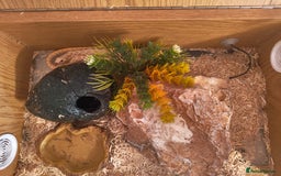 Snake reptiles for sale: Albino Hognose Female - Image 1