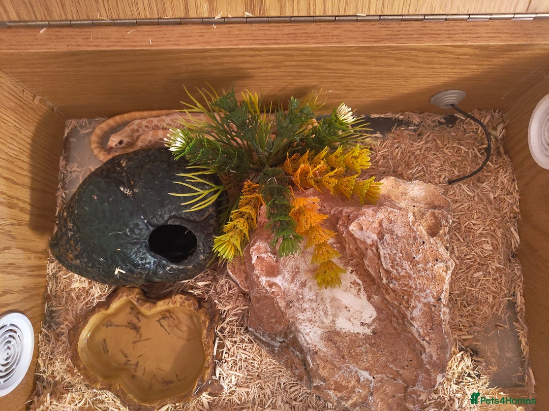Snake reptiles for sale: Albino Hognose Female - Image 1