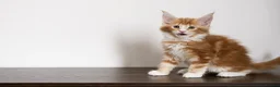 Maine Coon cats for sale: 5 Beautiful Russian Import Kittens TICA - Advert 13