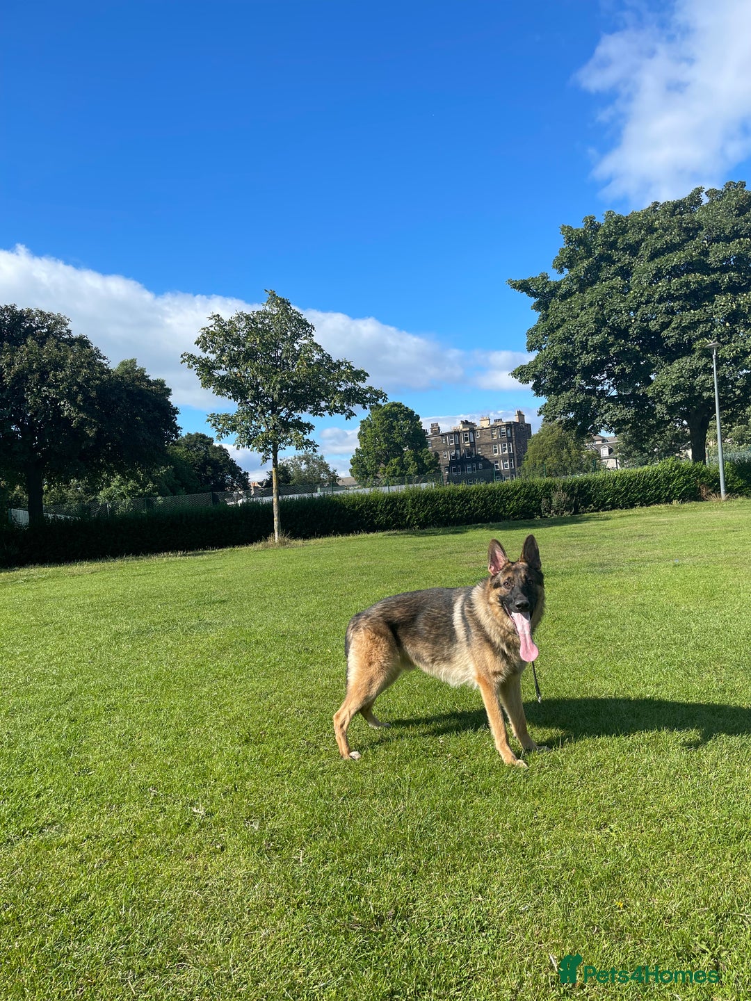 German Shepherd dogs for stud: West German working line for studying  - Image 7