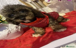 Maltipoo dogs for sale: Maltipoo babies - Advert 2