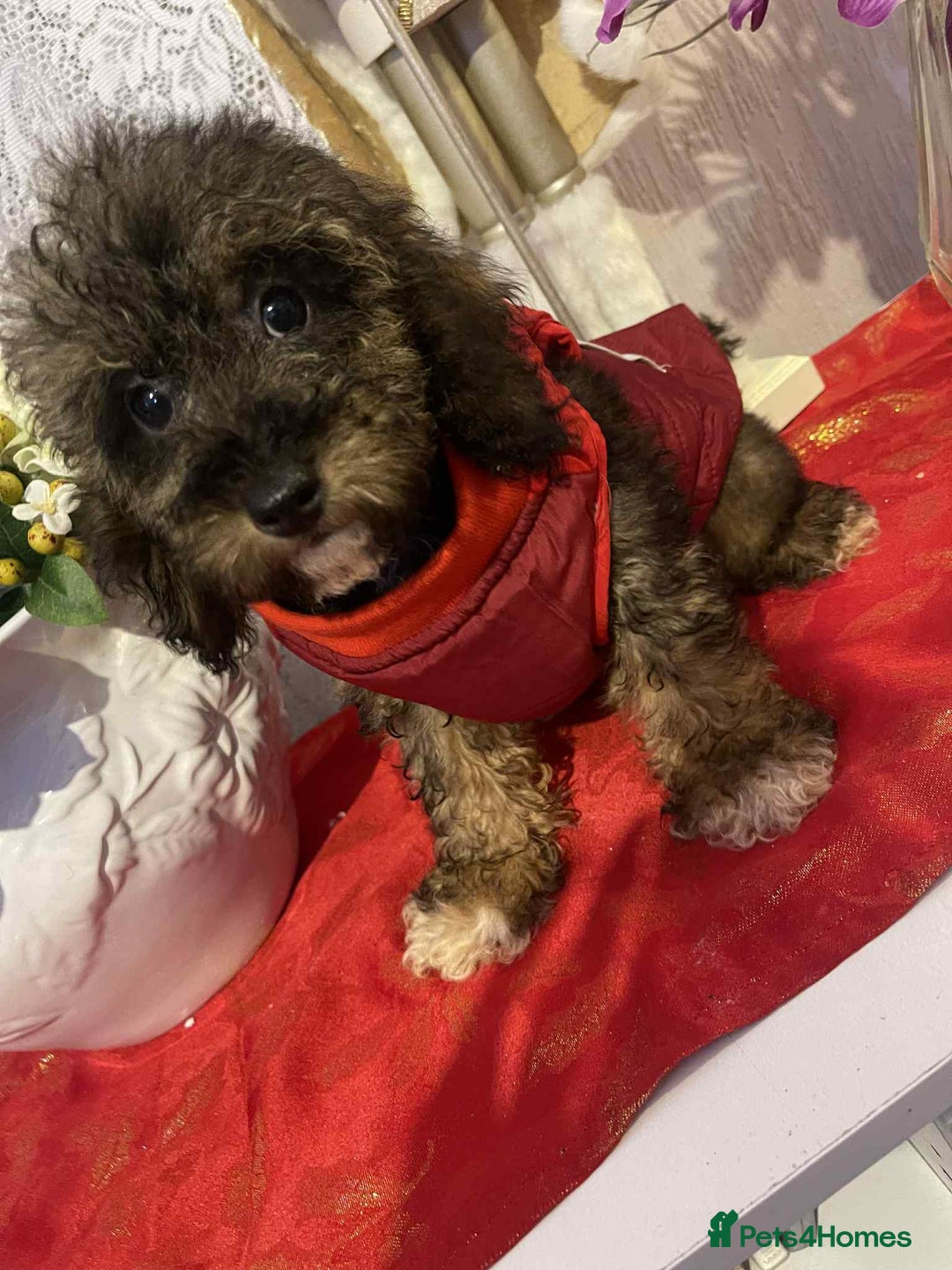 Maltipoo dogs for sale: Maltipoo babies - Advert 2