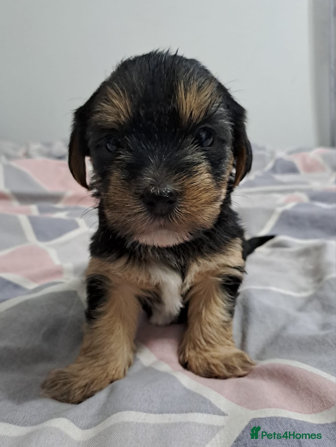 Morkie dogs Yorkshire Terrier x Maltese Female Puppies - Advert 3