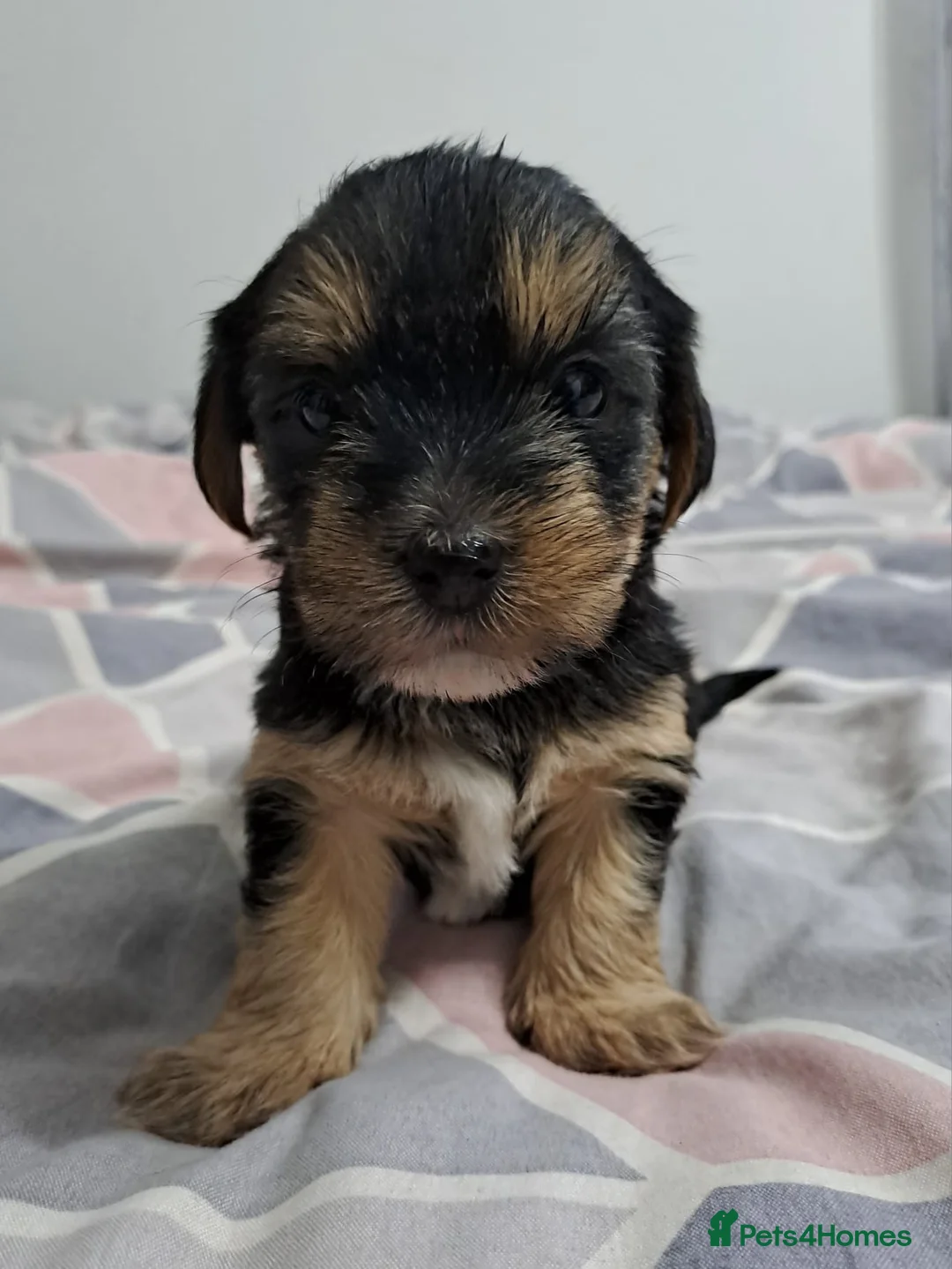 Morkie dogs for sale: Yorkshire Terrier x Maltese Female Puppies - Advert 1