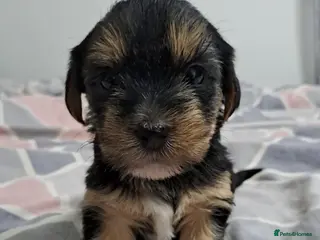 Morkie dogs Yorkshire Terrier x Maltese Female Puppies - Advert 3