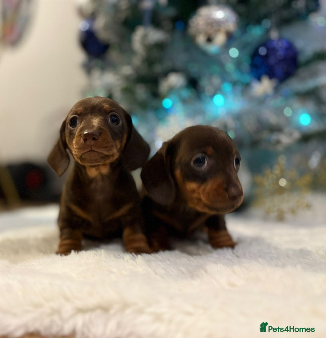 Miniature Dachshund dogs for sale: Miniature Dachshund Puppies Ready for Home - Advert 4