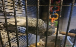 Parrots birds for sale: African grey parrot  - Image 3