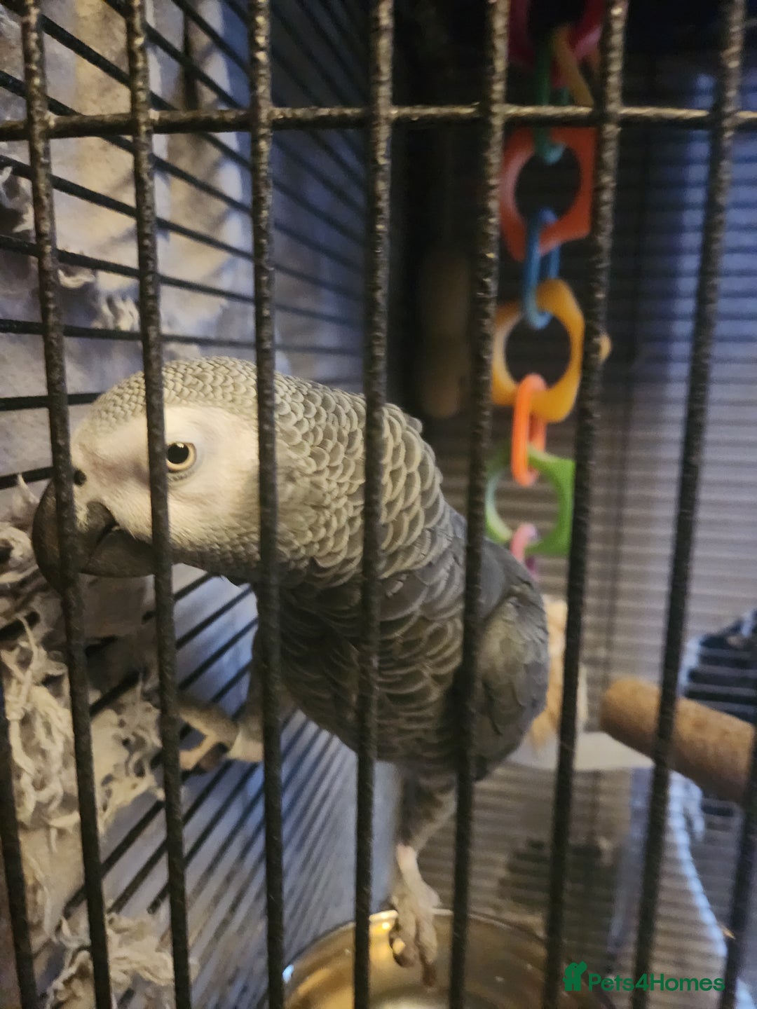 Parrots birds for sale: African grey parrot  - Image 3