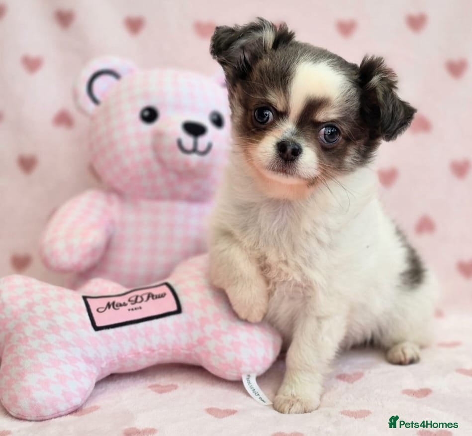 Chihuahua dogs AMAZING LONGCOAT CHIHUAHUA PUPPIES  - Advert 2