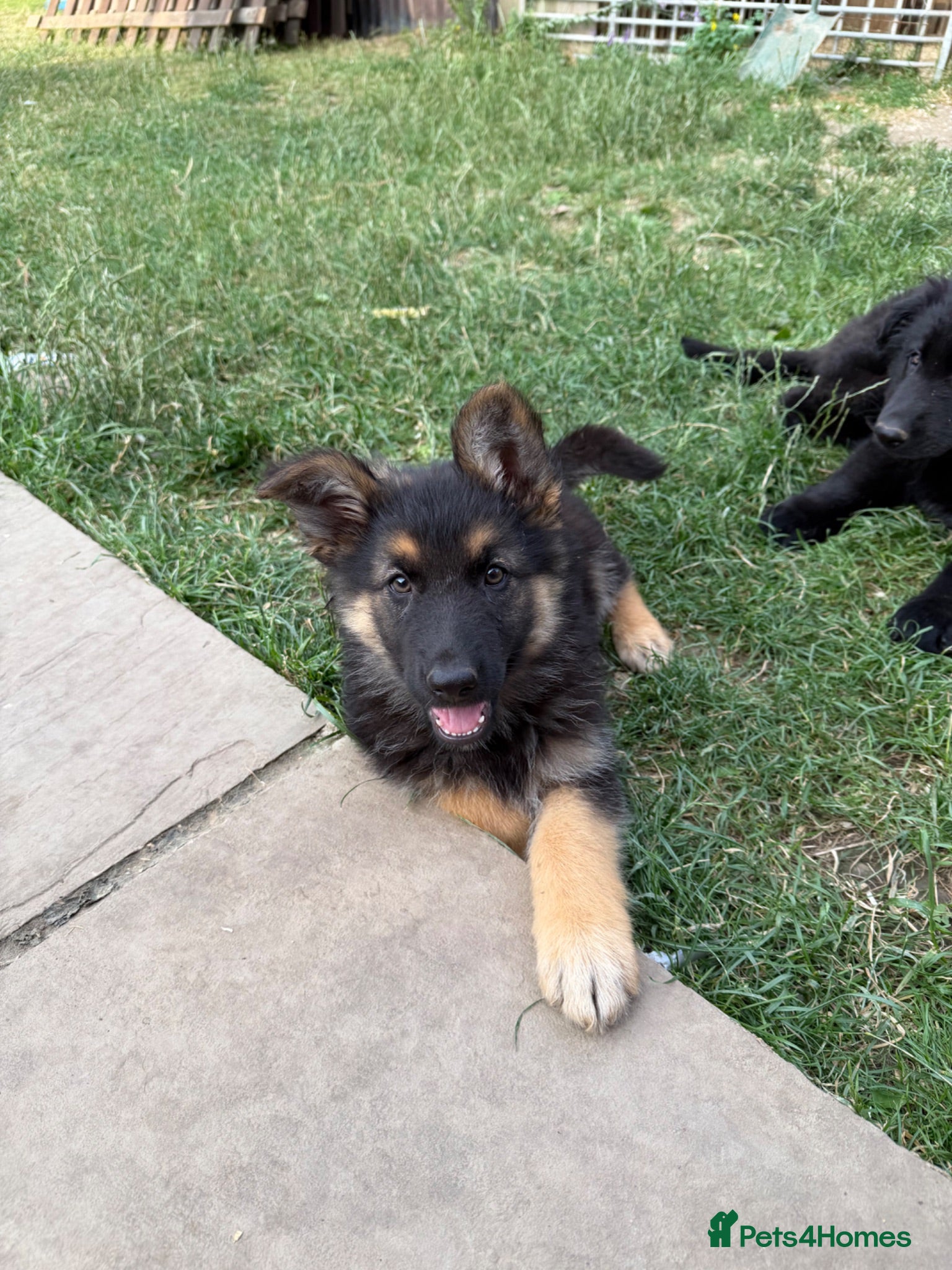 German Shepherd dogs German shepherd puppies READY NOW - Advert 14