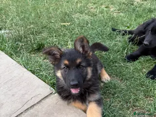 German Shepherd dogs German shepherd puppies READY NOW - Advert 1