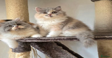 British Shorthair cats - Advert 4