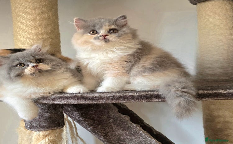 British Shorthair cats - Advert 10