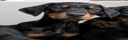 Dobermann dogs for sale: Ready now KC reg Beautiful doberman pups, 4 girls  - Advert 3