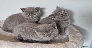 British Shorthair cats - Advert 5