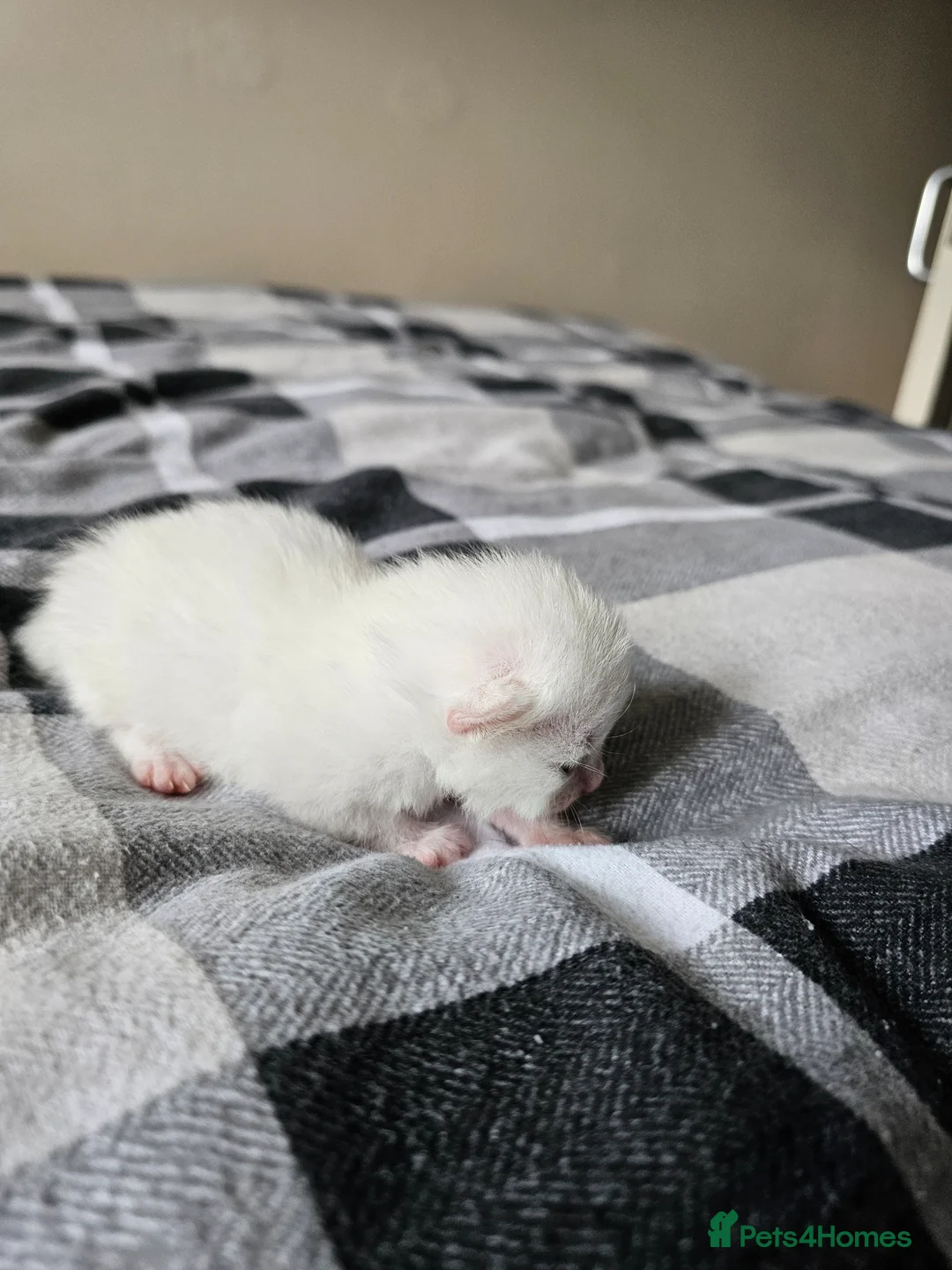 Mixed Breed cats for sale: 3 white long hair kittens 1 black long hair in Staines - Advert 6