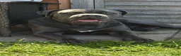 Cane Corso dogs for sale: Cane corso puppies - Advert 13