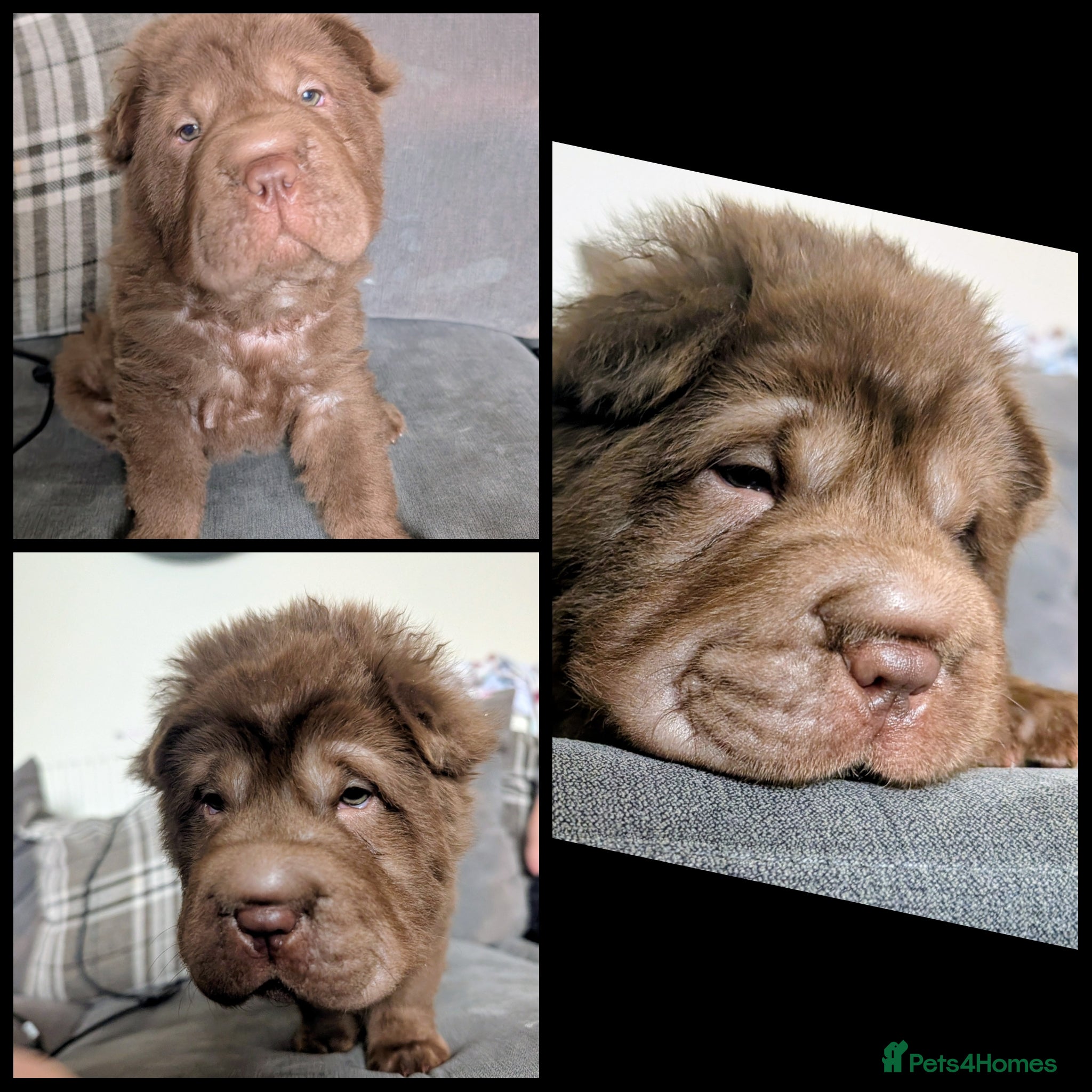 Shar Pei dogs READY TO LEAVE LAST LITTLE BOY  - Advert 1