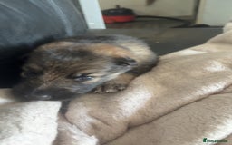 German Shepherd dogs for sale: German shepherd pups - Image 4