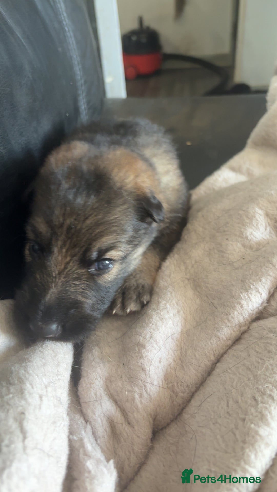German Shepherd dogs for sale: German shepherd pups - Image 4