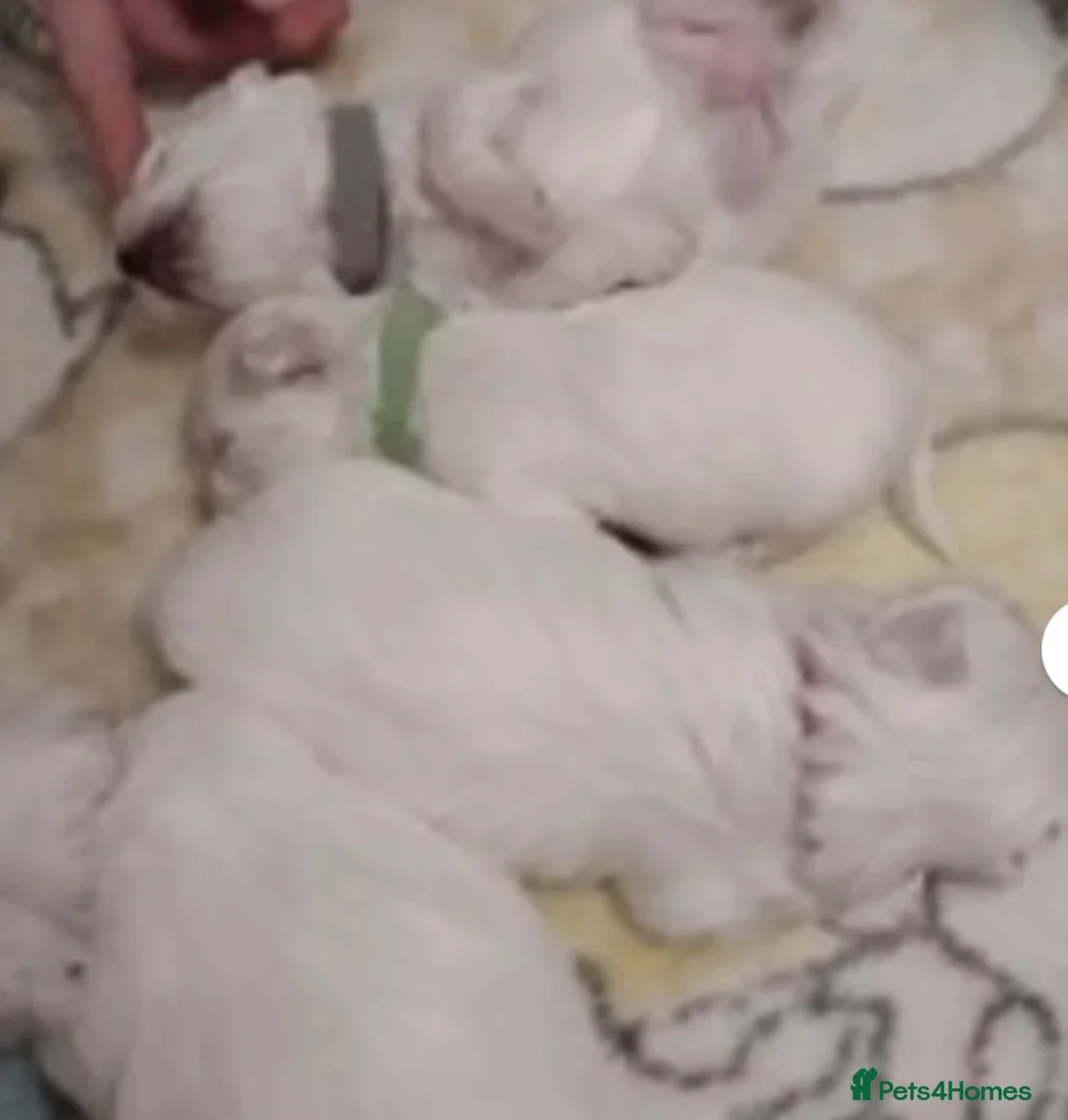 Maltese dogs for stud: *** EXPERIENCED MALTESE STUD*** - Advert 8