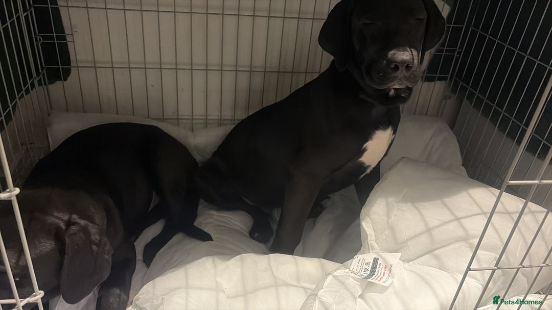 Labrador Retriever dogs for sale: Two male lab - Advert 1