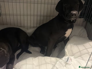 Labrador Retriever dogs Two male lab - Advert 3