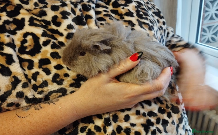 Guinea Pig rodents 2 young guinea pig girls and cage etc  - Advert 1