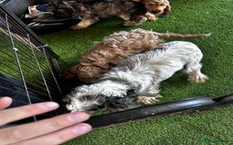 Cockapoo dogs for sale: F1 show cockapoos  - Image 13