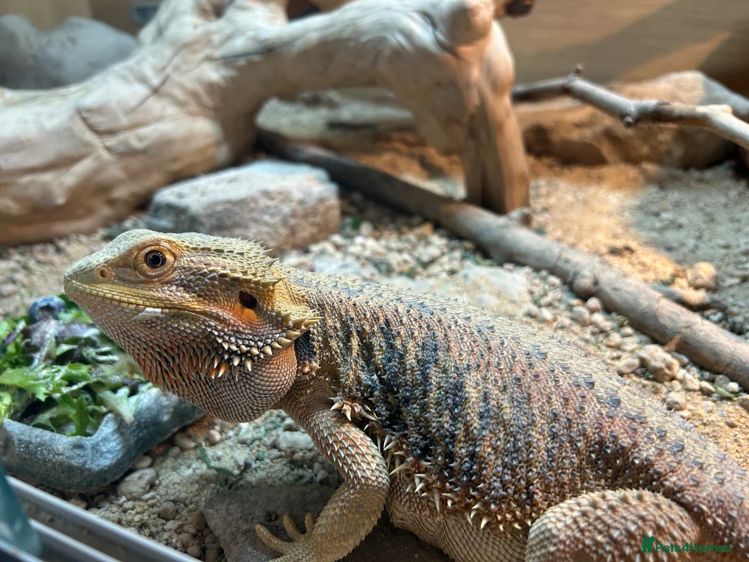 Bearded Dragon reptiles for sale: 2 year old Bearded dragon for sale - Advert 2